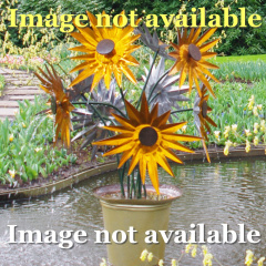 carpet-ranges-from-floorsite_173637360